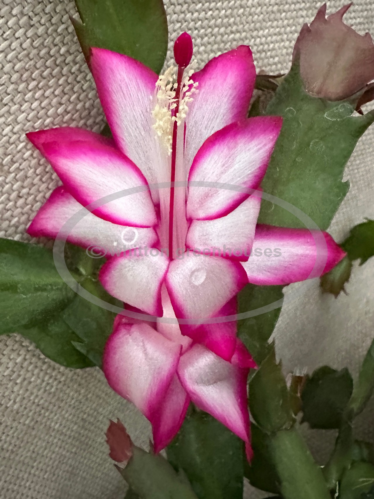 (image for) Cranberry Rose